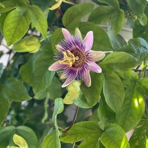 Meet your Posher, Shivani